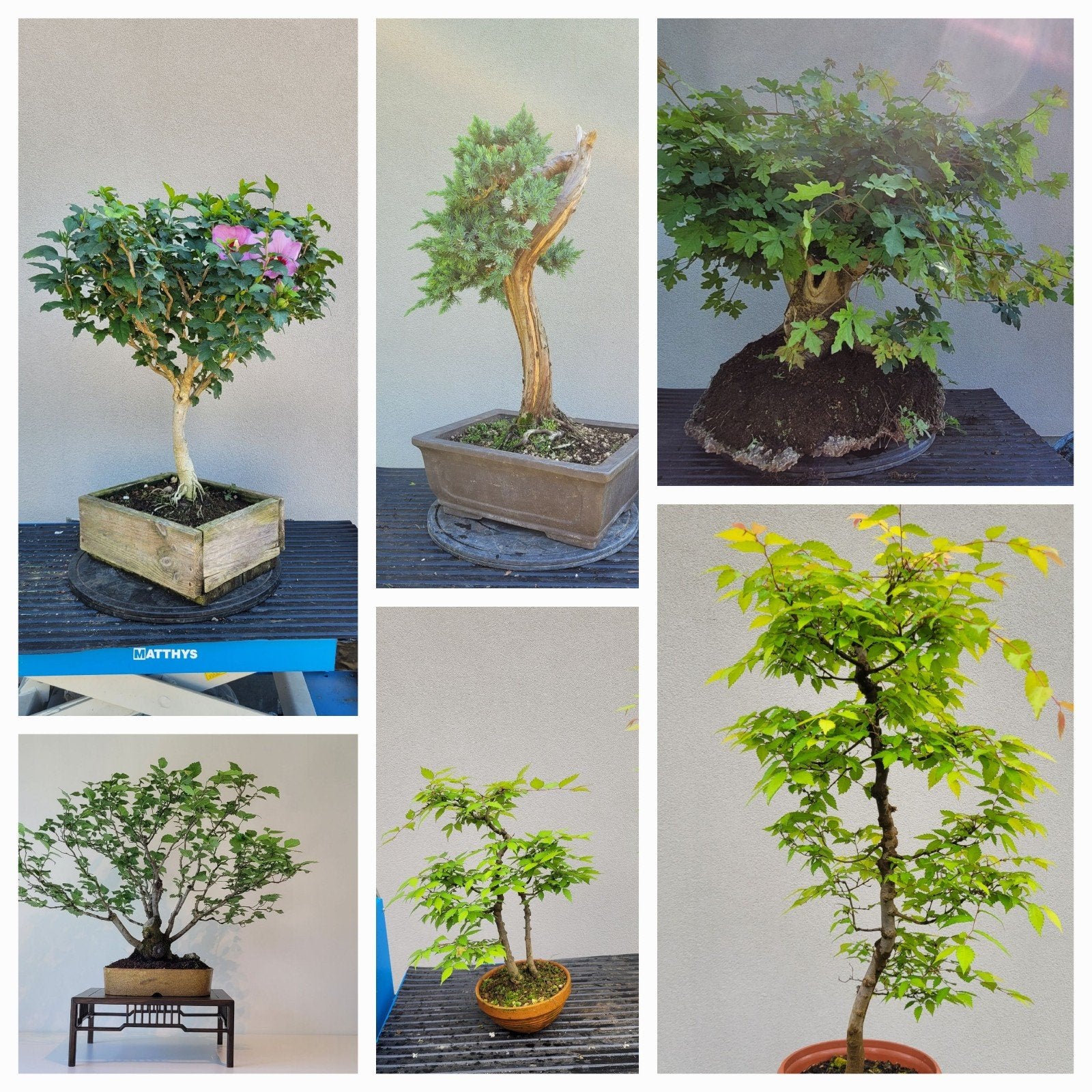 Verschillende bonsai en prebonsai te koop, Tuin en Terras, Ophalen