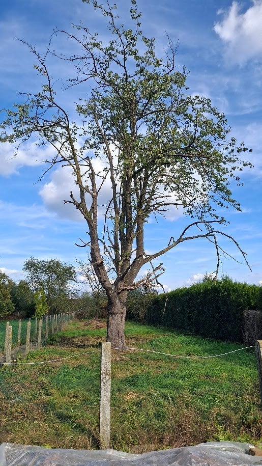 gratis brandhout (kerselaar), Jardin & Terrasse, Enlèvement, Autres essences de bois, Troncs d'arbres