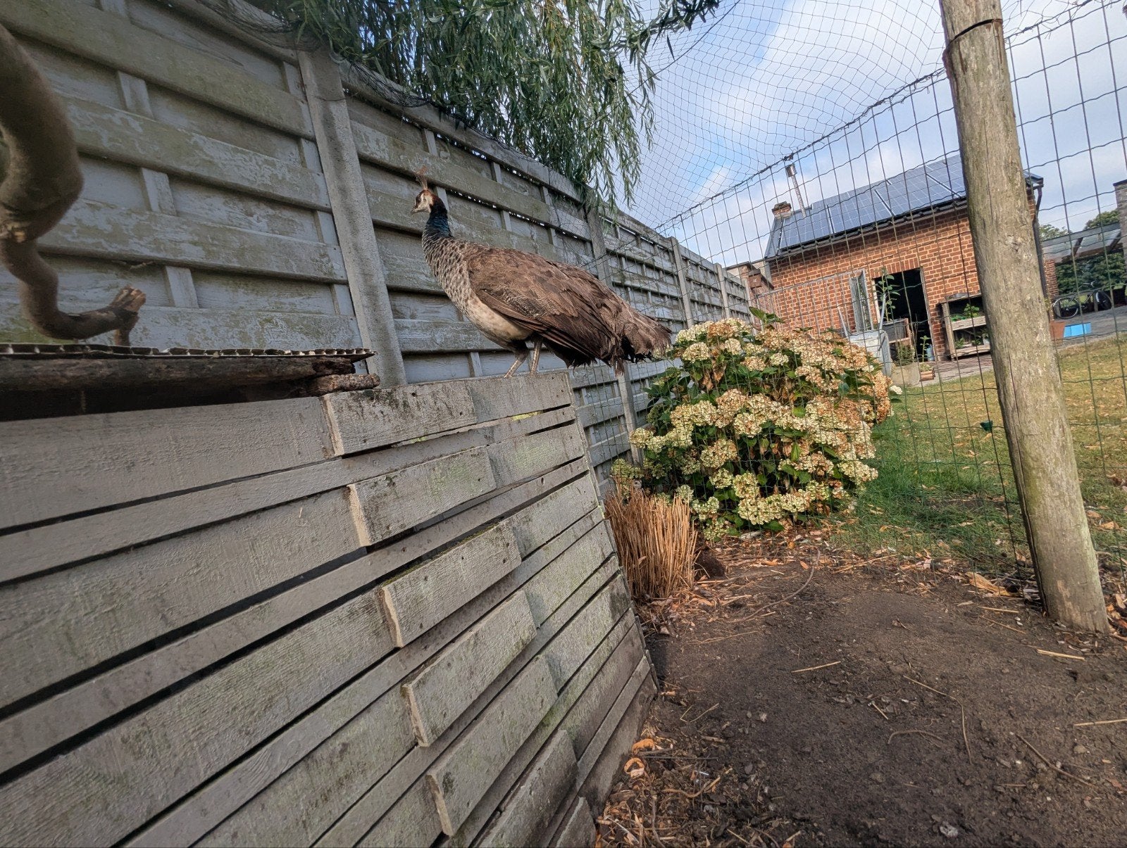 pauw hen 4+ jaar oud, Femelle, Autres espèces