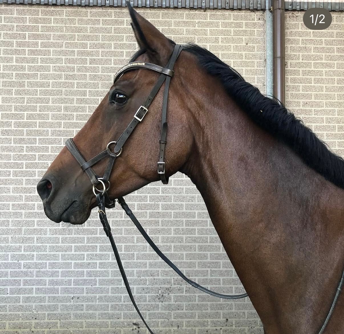 Bitloos hoofdstel, Dieren en Toebehoren, Paarden en Pony's | Hoofdstellen en Tuigage, Ophalen of Verzenden, Zo goed als nieuw