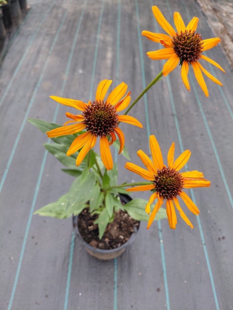 Echinacea Tiki Torch, Ophalen, Halfschaduw