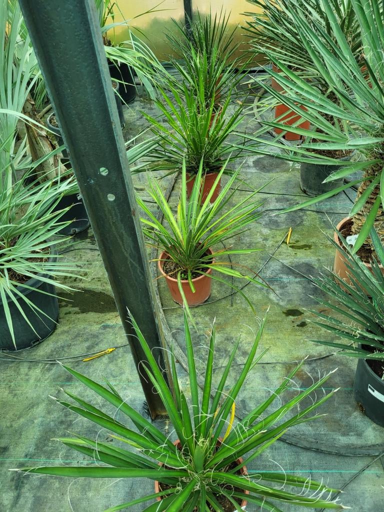 Yucca potosina 30/40 cm, Enlèvement