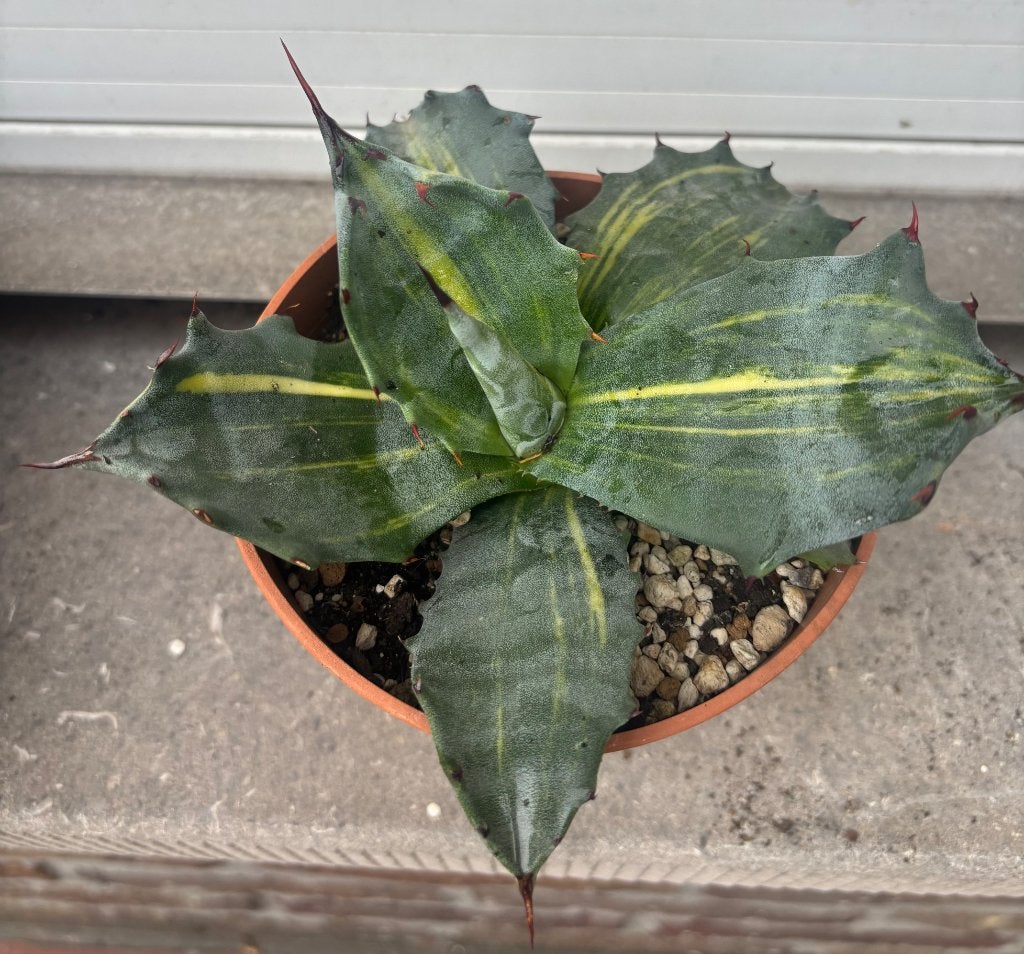 Agave salmiana ferox striata, Ophalen of Verzenden, Vaste plant, Overige soorten, Volle zon