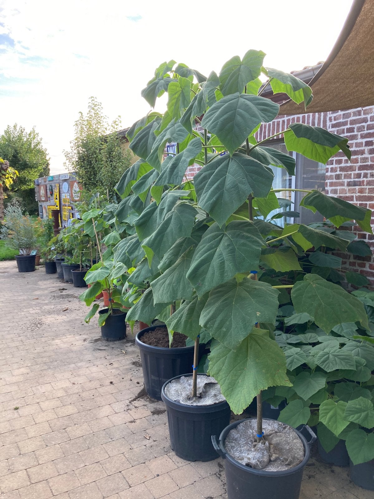 Paulownia bomen, Enlèvement