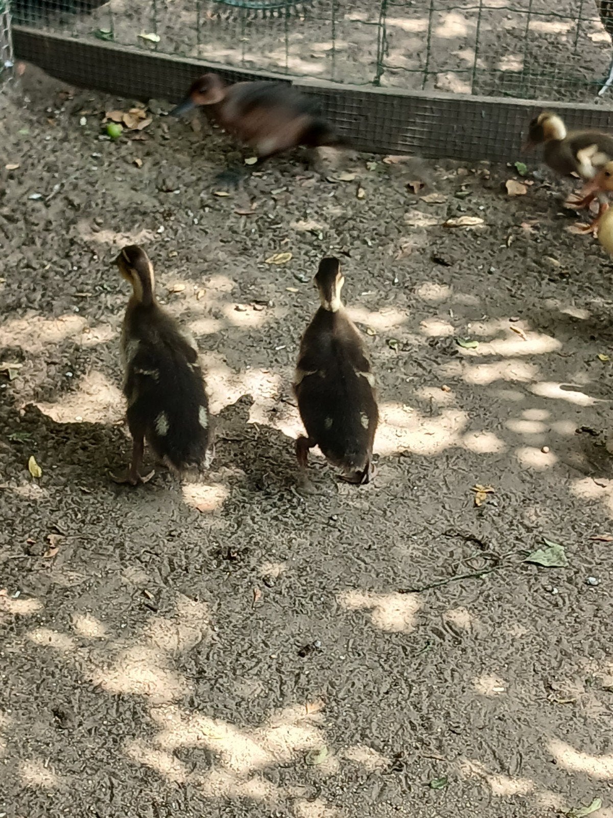 loopeenden kuikens, Dieren en Toebehoren, Eend