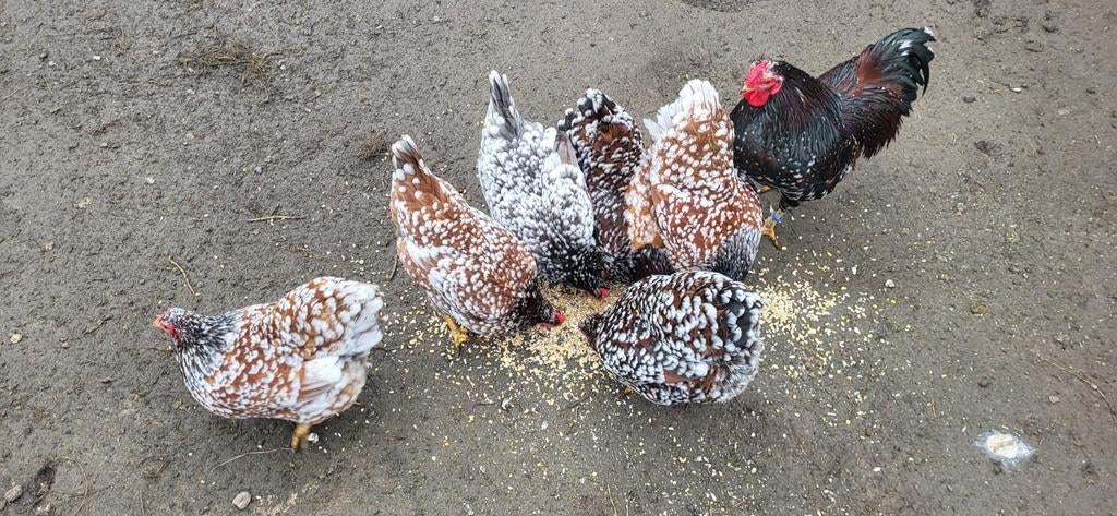 Te koop: Broedeieren Geparelde Wyndotte Kriel, Dieren en Toebehoren, Pluimvee