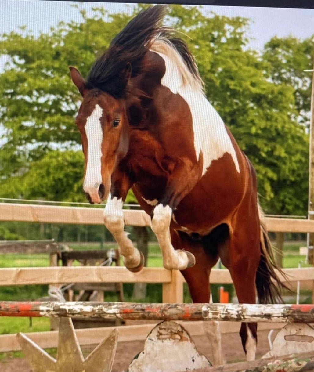 2,5 j betrouwbaar paard, Dieren en Toebehoren, Paarden, Hengst