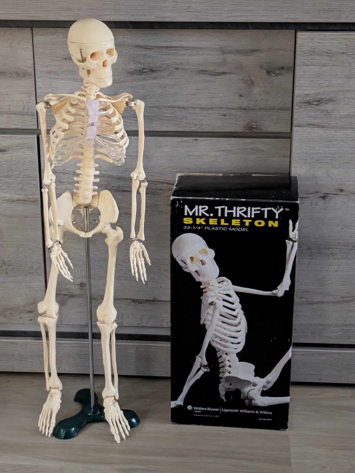 skelet anatomie, Divers, Fournitures scolaires, Enlèvement ou Envoi