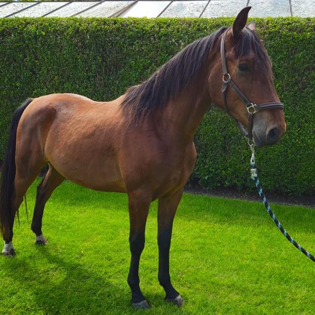 paard, Dieren en Toebehoren, Paarden, Ruin, 160 tot 165 cm, Recreatiepaard, 3 tot 6 jaar