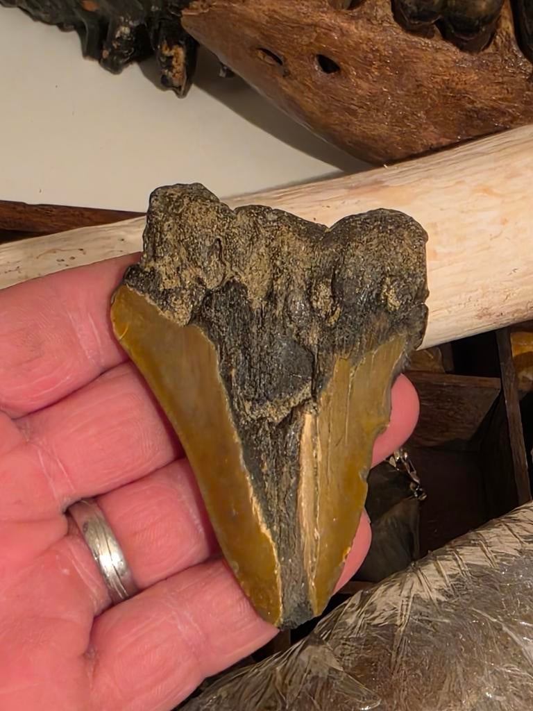 Très belle dent de requin mégalodon carcharoles provenant de, Enlèvement ou Envoi, Fossile