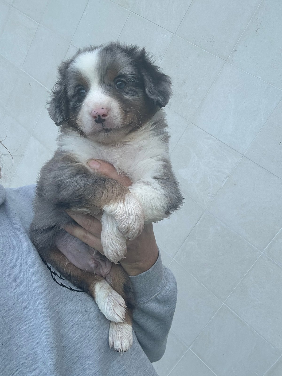 Australian shepherds - amerikaanse herders, Dieren en Toebehoren, België, CDV (hondenziekte), 8 tot 15 weken, Meerdere