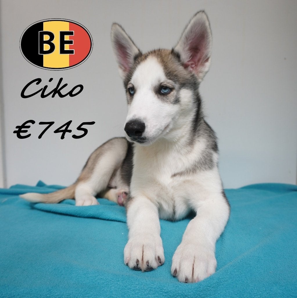 Husky Sibérien, chiots à vendre (belges), Commerçant, Chien (mâle), Maladie de Carré (chiens), Autres races