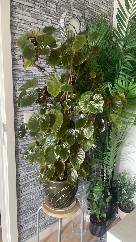 Een heel mooie plant samen met plantpot, Enlèvement, Comme neuf