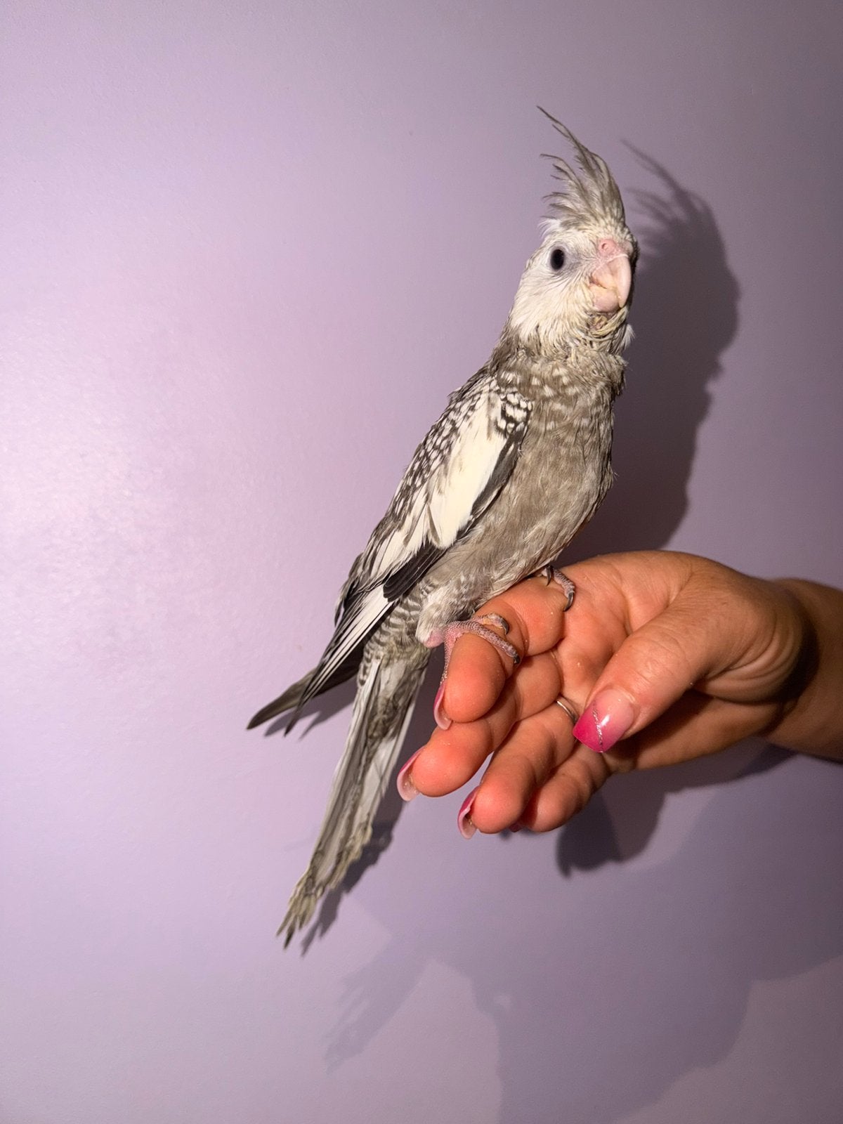 Valkparkiet, Dieren en Toebehoren, Mannelijk, Dwergpapegaai of Agapornis, Pratend