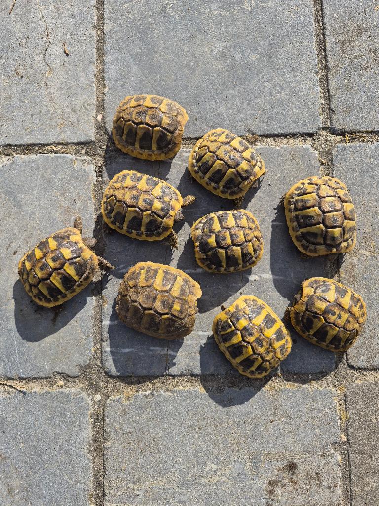 Landschildpad, Dieren en Toebehoren, Reptielen en Amfibieën, Schildpad, 0 tot 2 jaar