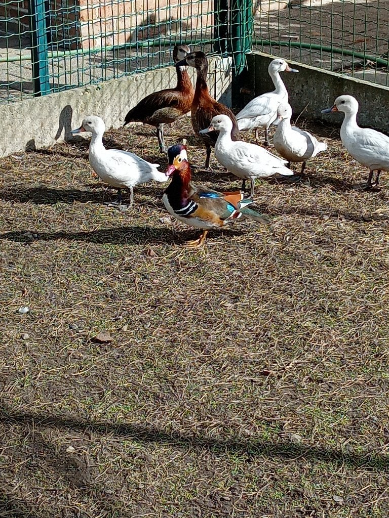 Siereend mandarijneend, Dieren en Toebehoren, Mannelijk, Eend