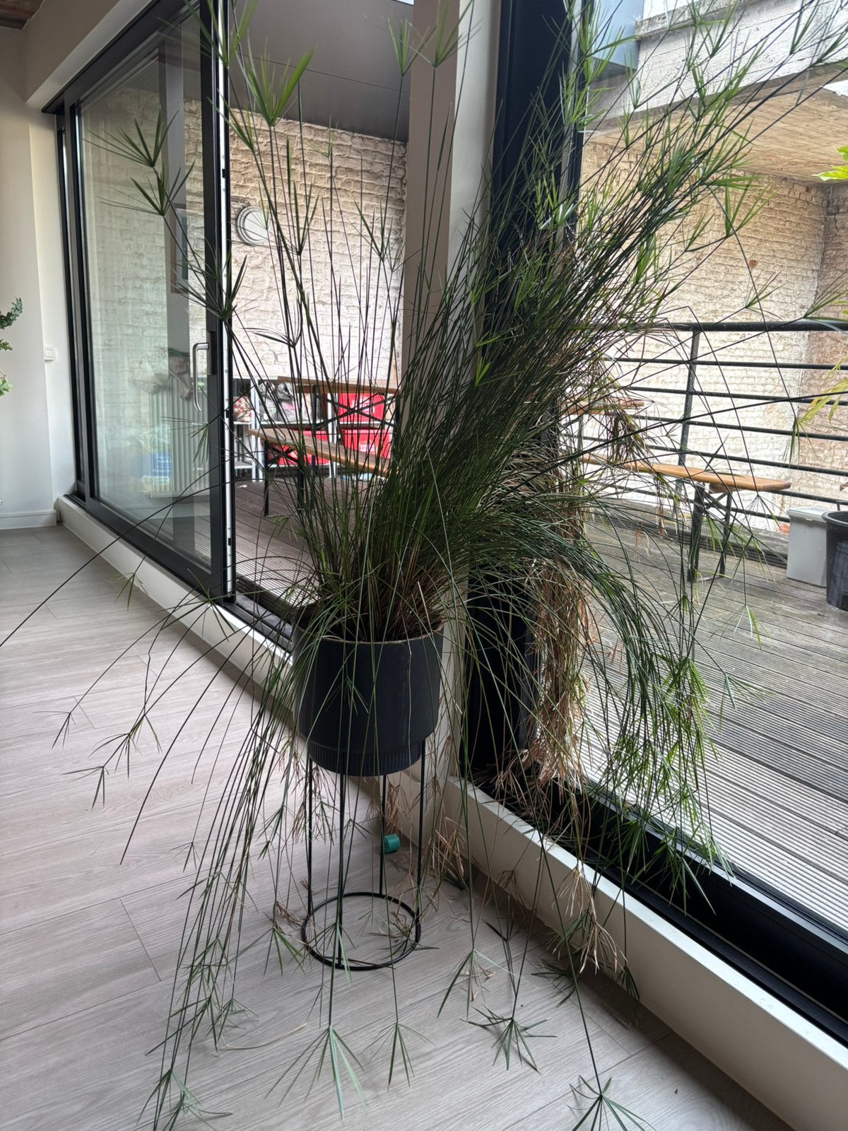 Plante parapluie avec pot sur support, Enlèvement