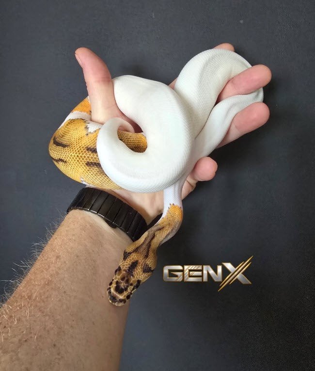 Python regius - Clown Piebald - Vrouw Ball Python photo 2
