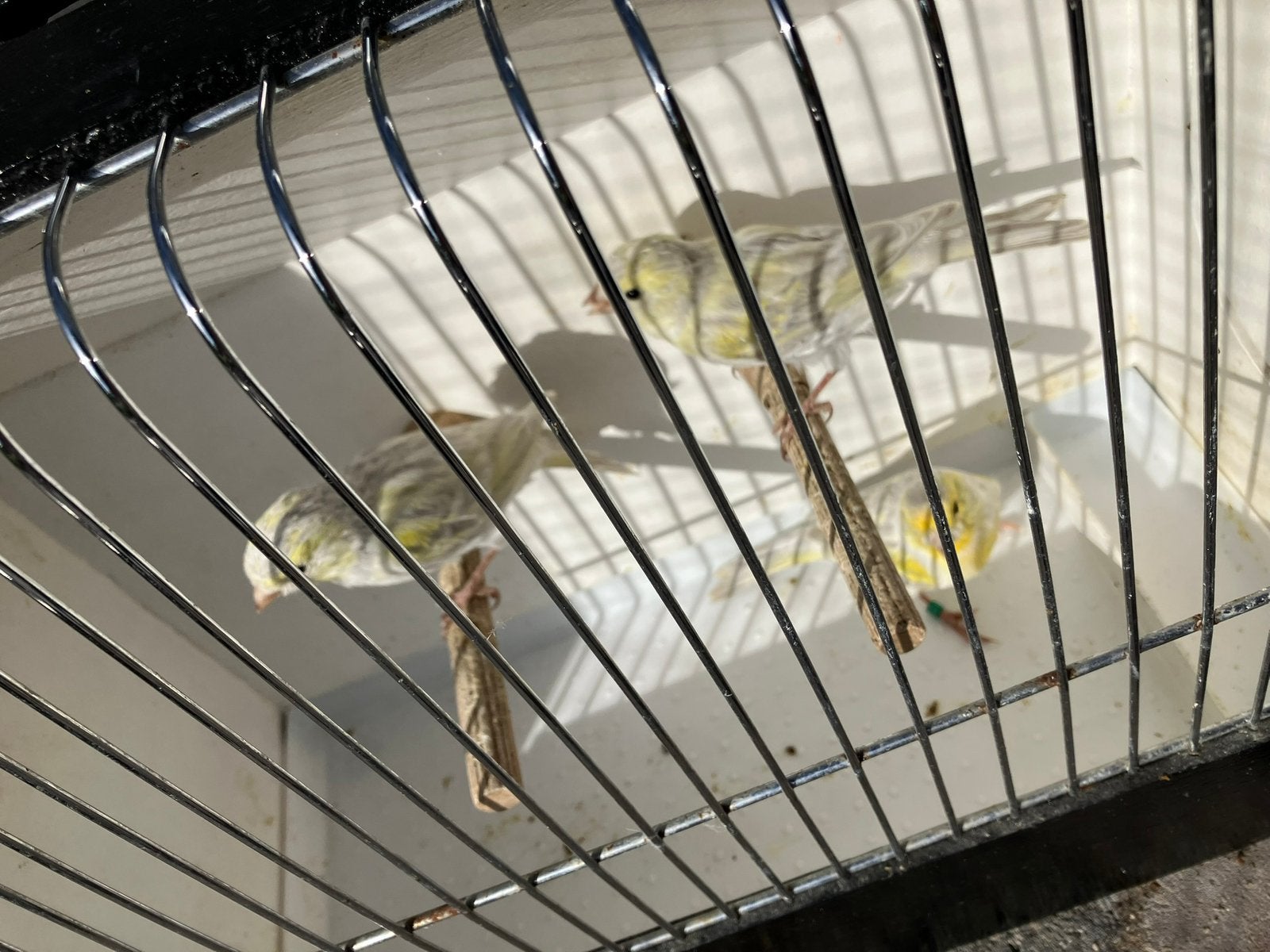 Trio agaat opaal geel mozaiek kanaries, Dieren en Toebehoren, Meerdere dieren, Kleurkanarie