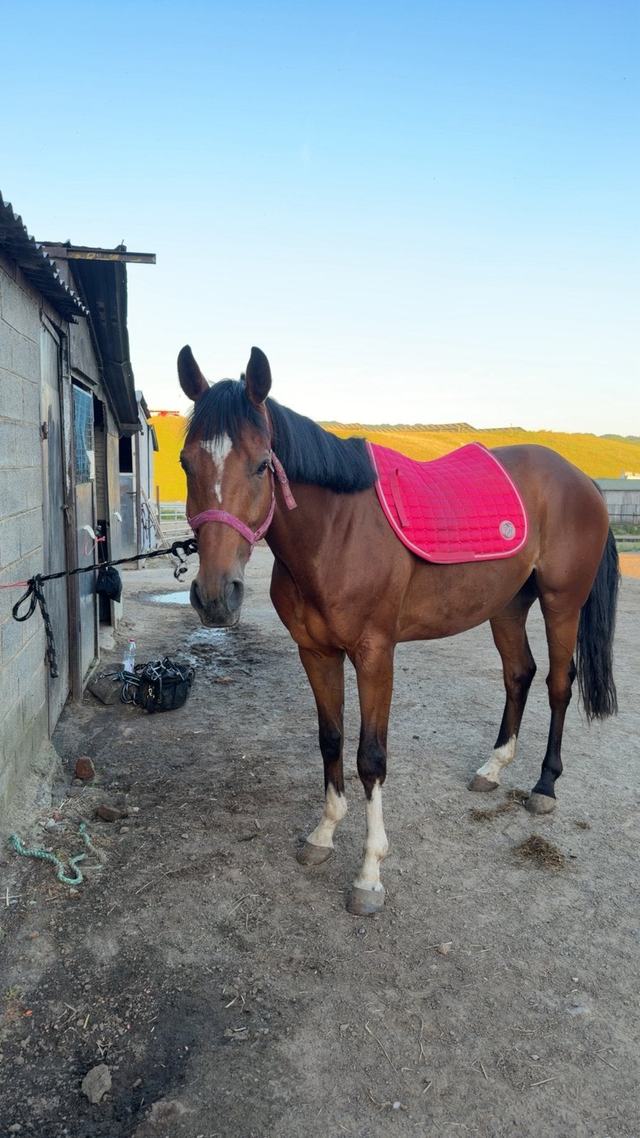 jeune cheval a vendre