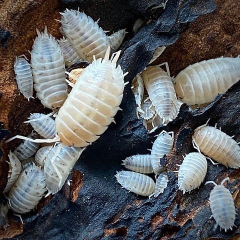 Porciellio Laevis "White", Dieren en Toebehoren, Insecten en Spinnen, Overige soorten