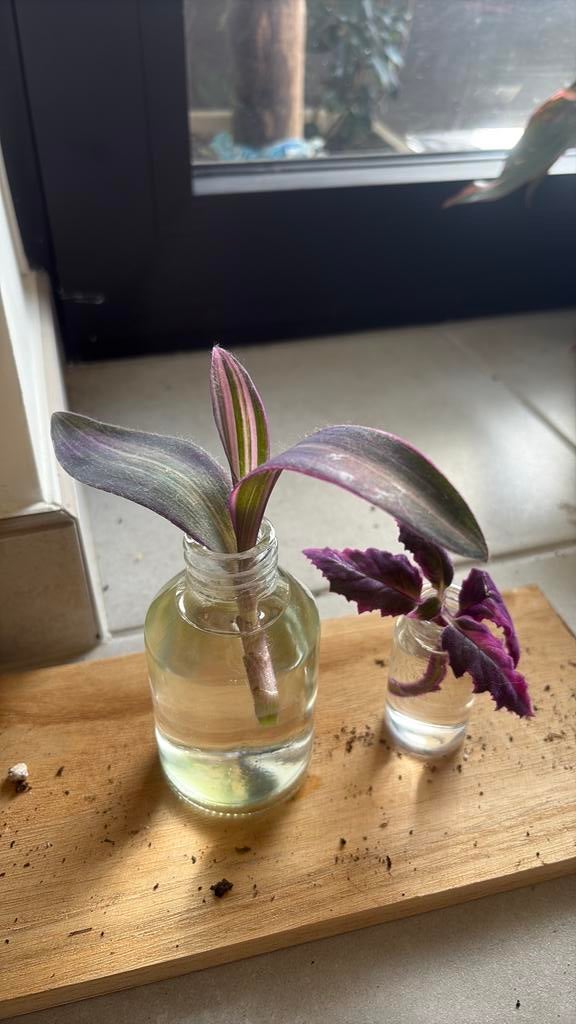 Tradescantia Pink Stripe & Gynura variegata Pink, Huis en Inrichting, Kamerplanten, Overige soorten, Minder dan 100 cm, Groene kamerplant