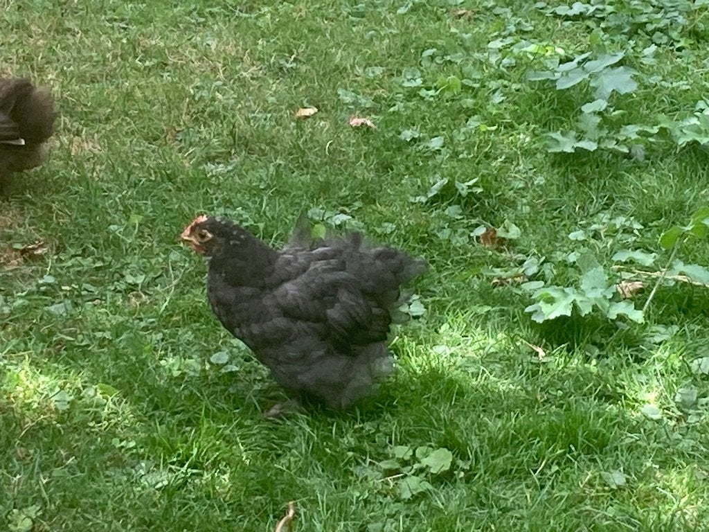 Haantje Cochin, Dieren en Toebehoren, Pluimvee, Mannelijk, Kip