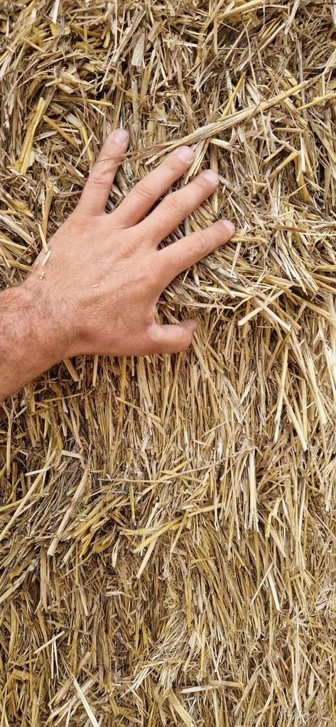Stro tarwe, Zakelijke goederen, Landbouw | Veevoer, Ophalen of Verzenden
