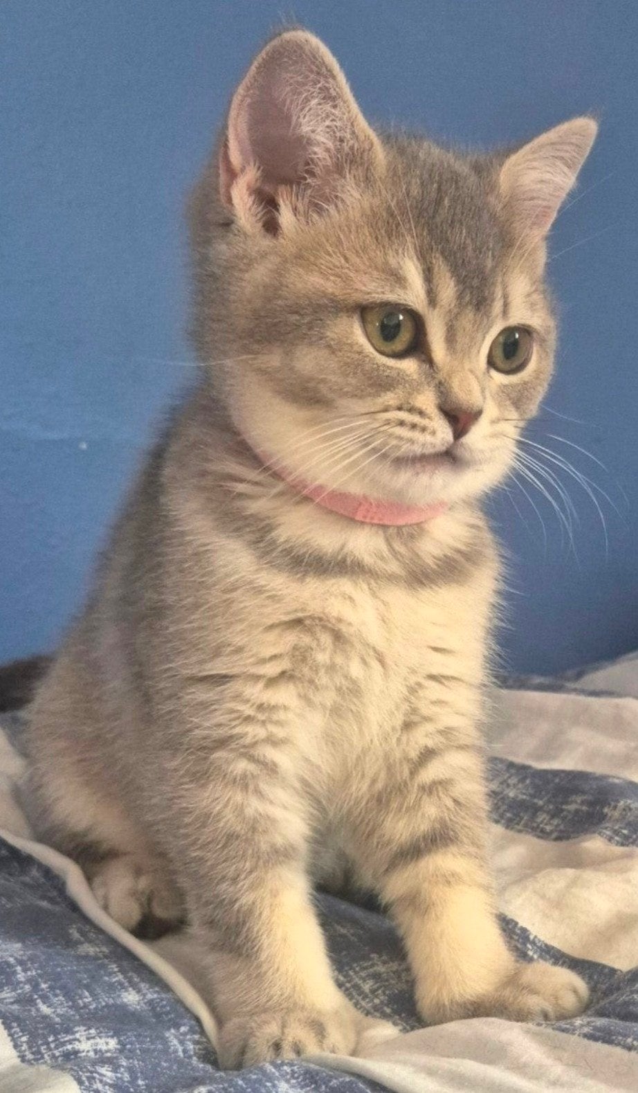 Kitten Silver Shaded blue Britse korthaar, Dieren en Toebehoren, Poes, Ontwormd, 0 tot 2 jaar