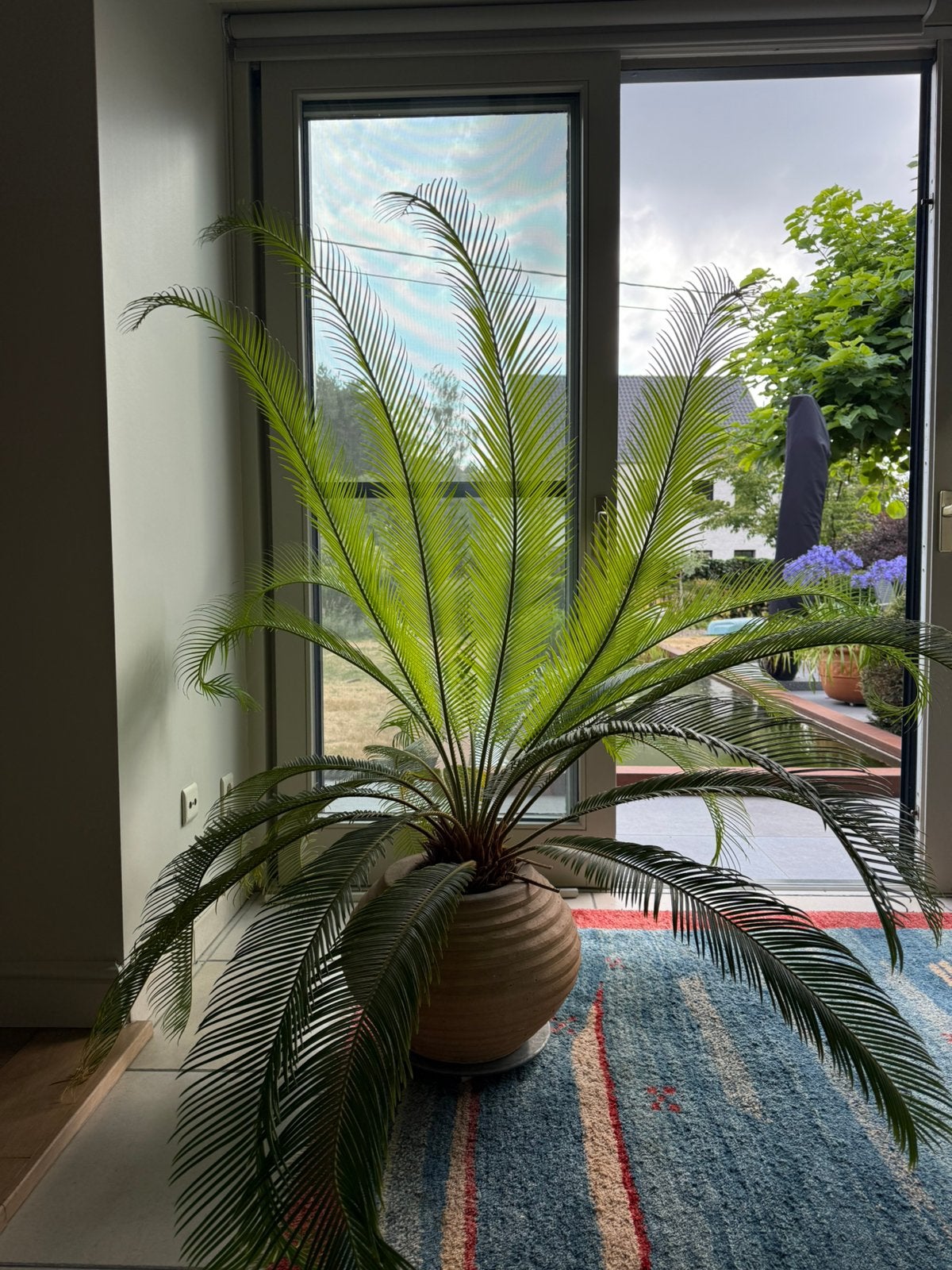 XXL Vredespalm, Cycas Revoluta, Maison & Meubles, Plantes d'intérieur, En pot, Moins de 100 cm, Enlèvement, Palmier