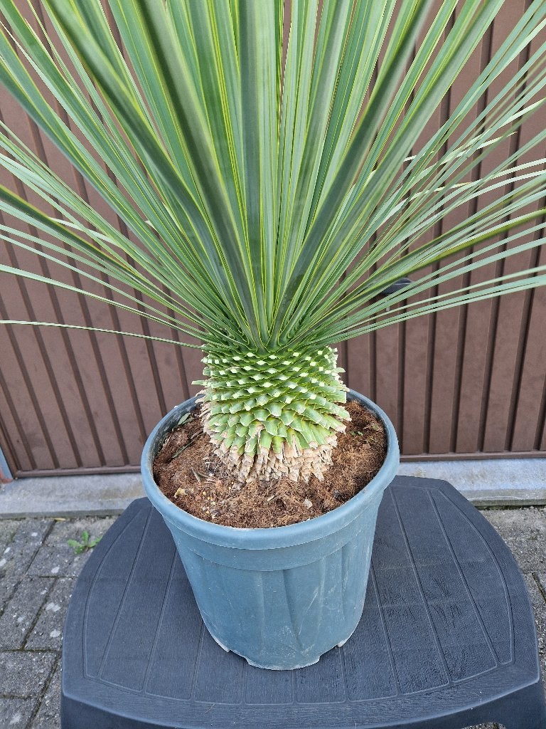 Prachtige Yucca Rostrata in pot., Ophalen, In pot