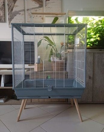 cage calopsitte, Enlèvement