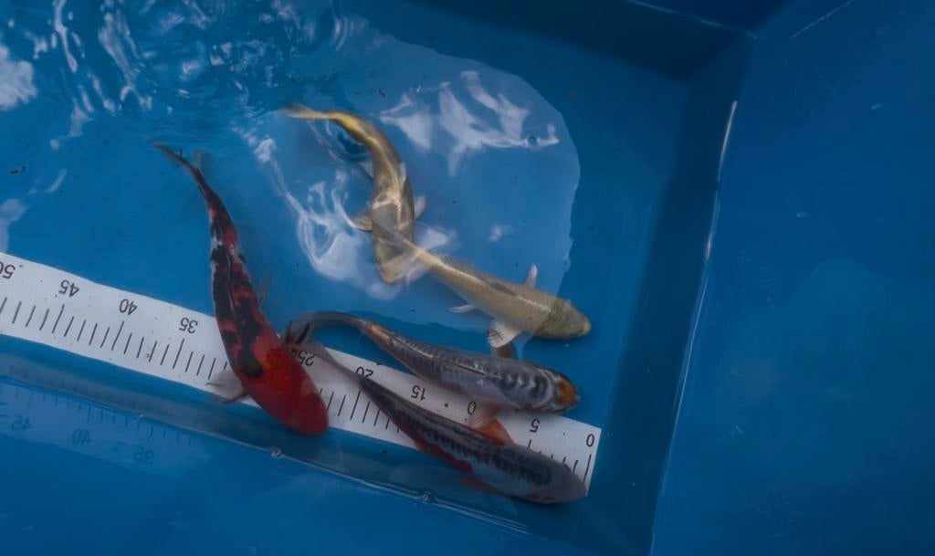 Japanse koi, Karper of Koi