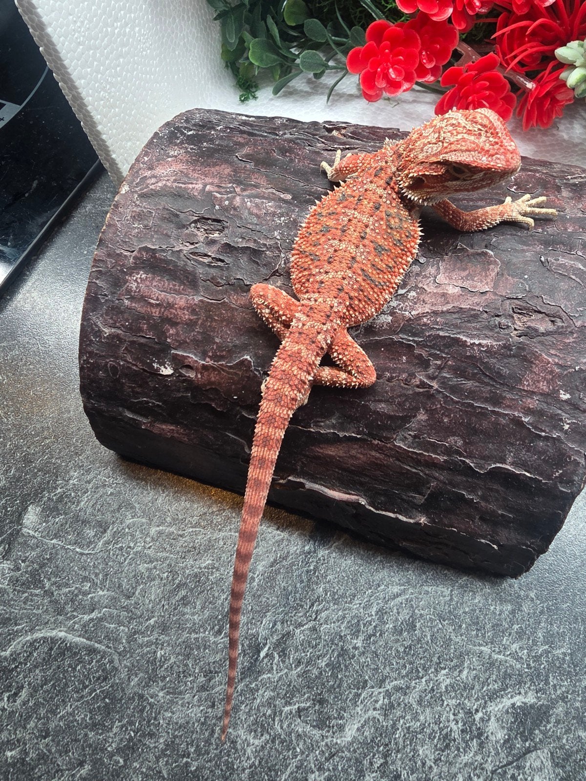 100% red monster Hypo man