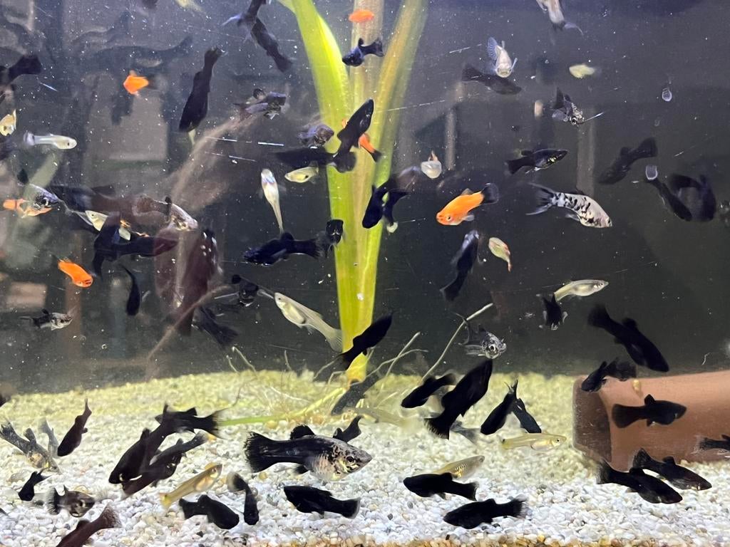 Poissons tropicaux