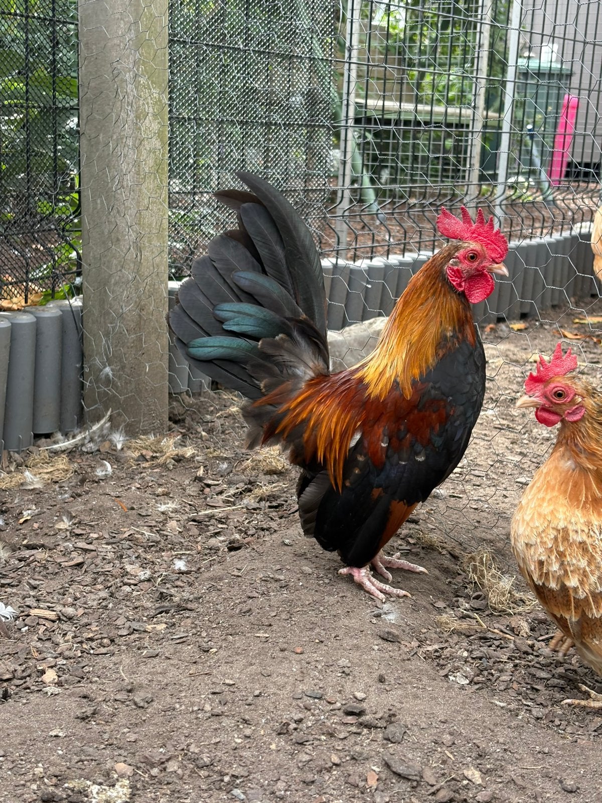 Gratis jonge serama haan