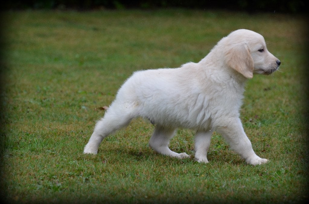 Golden Retriever pups, Golden retriever, België, CDV (hondenziekte), 8 tot 15 weken