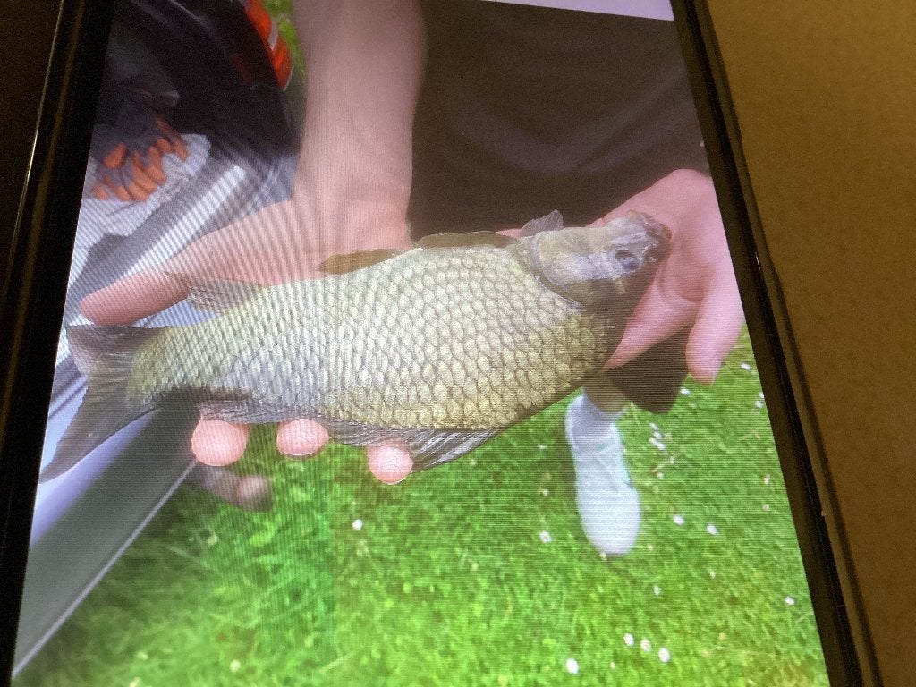 Karpers, Dieren en Toebehoren, Karper of Koi