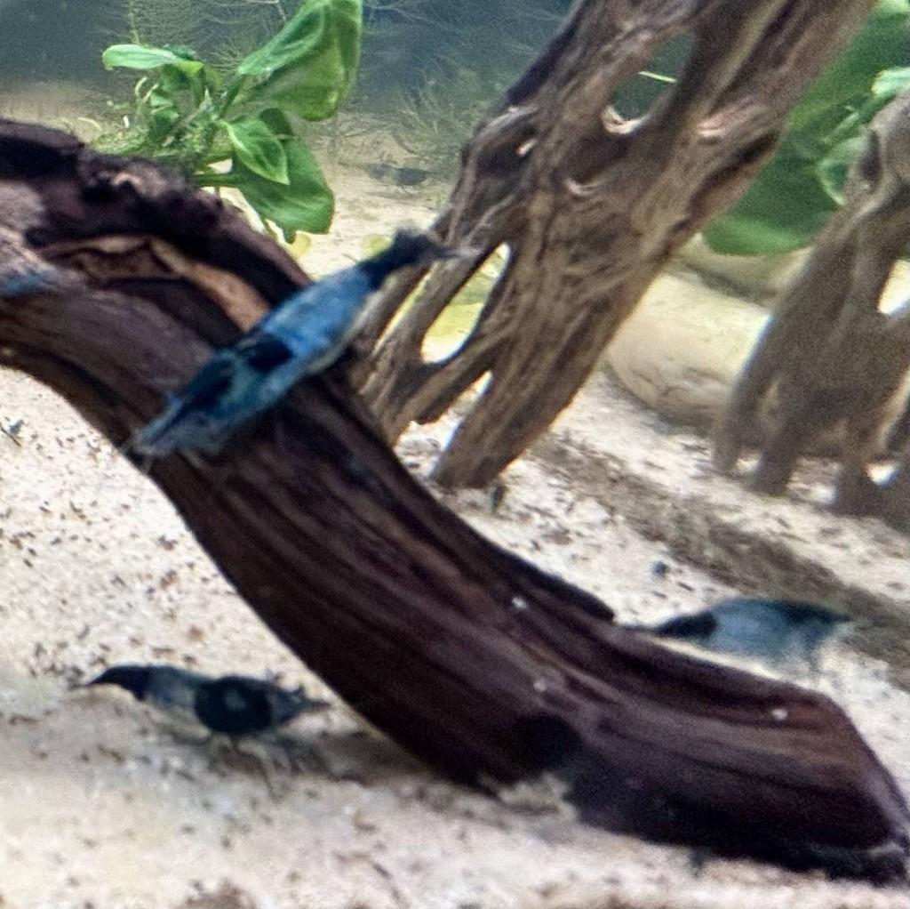 Neocaridina garnalen Blue Rili, Homard, Crabe ou Crevette, Poisson d'eau douce, Banc de poissons