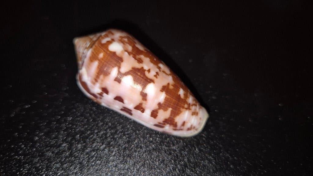 Conus floccatus f++ Philipijnen. Schelp., Verzamelen, Dierenverzamelingen, Ophalen of Verzenden, Nieuw, Overige soorten, Overige typen