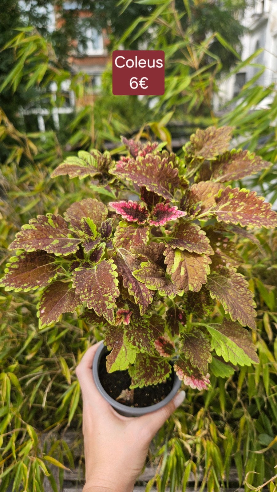 Coleus, Enlèvement ou Envoi
