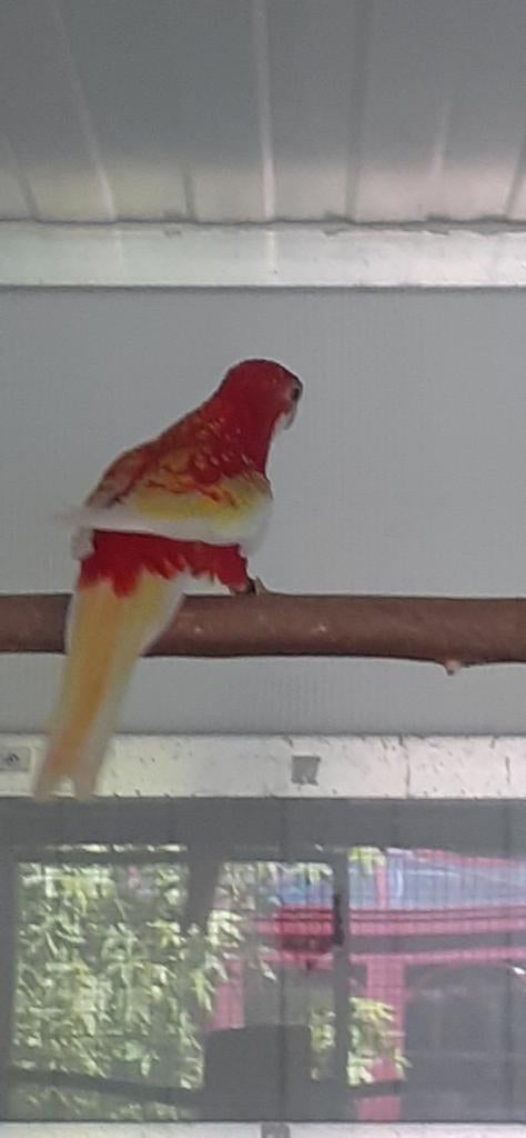 Rubino rosella, Dieren en Toebehoren, Vogels | Parkieten en Papegaaien