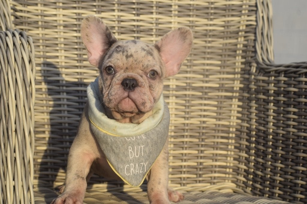 Franse bulldog pup, 15 weken tot 1 jaar, Reu, Buitenland, CDV (hondenziekte)