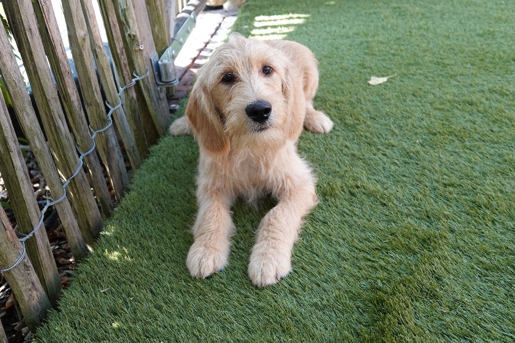 Abrikoze Labradoodle pups (type labrador), met stamboom, Dieren en Toebehoren, Honden | Retrievers, Spaniëls en Waterhonden, België