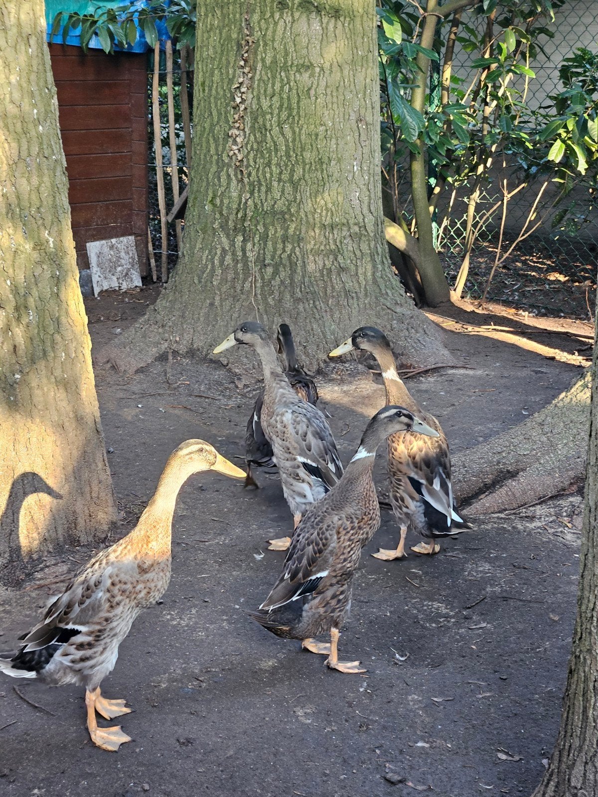 Indische loopeenden te koop, Animaux & Accessoires, Plusieurs animaux, Canard