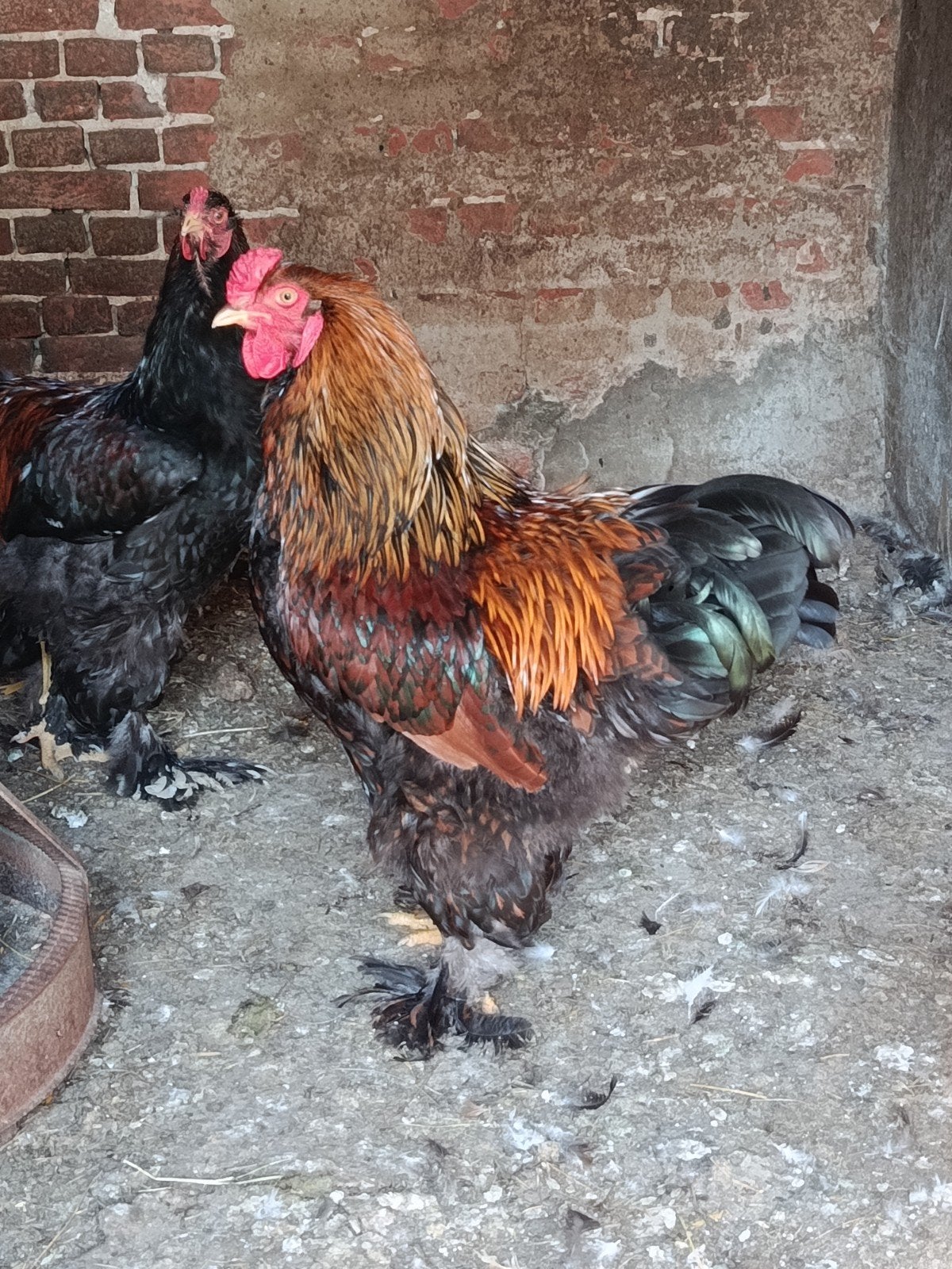 Brahma groothoender hanen, Dieren en Toebehoren, Mannelijk, Kip