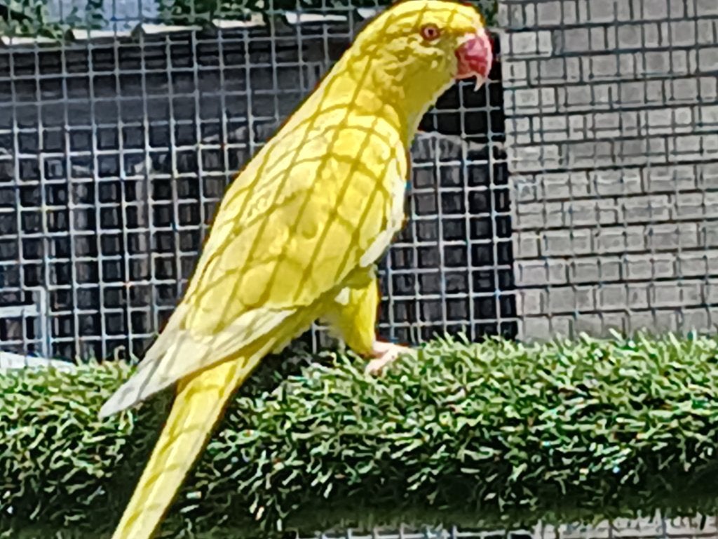 parkieten & halsbandparkieten & kweekkoppel, Animaux & Accessoires, Oiseaux | Perruches & Perroquets, Perruche, Plusieurs animaux