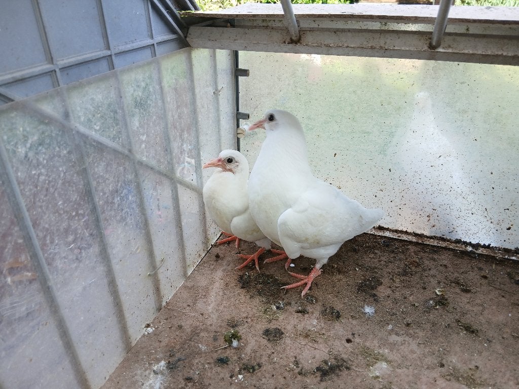 Witte squab-squab, Dieren en Toebehoren, Vogels | Duiven, Meerdere dieren, Postduif