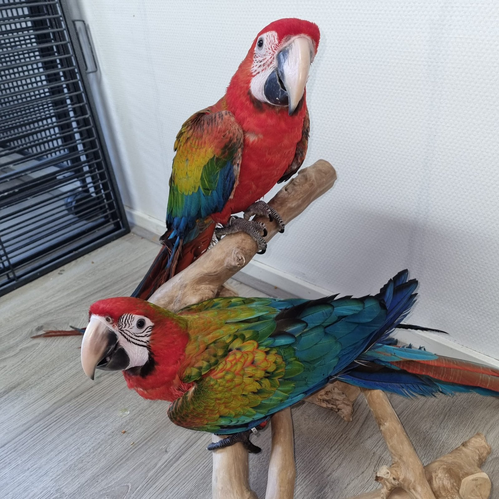 Schitterende Tropicana ara’s, super tam, 2026, Vrouwelijk, Papegaai, Pratend