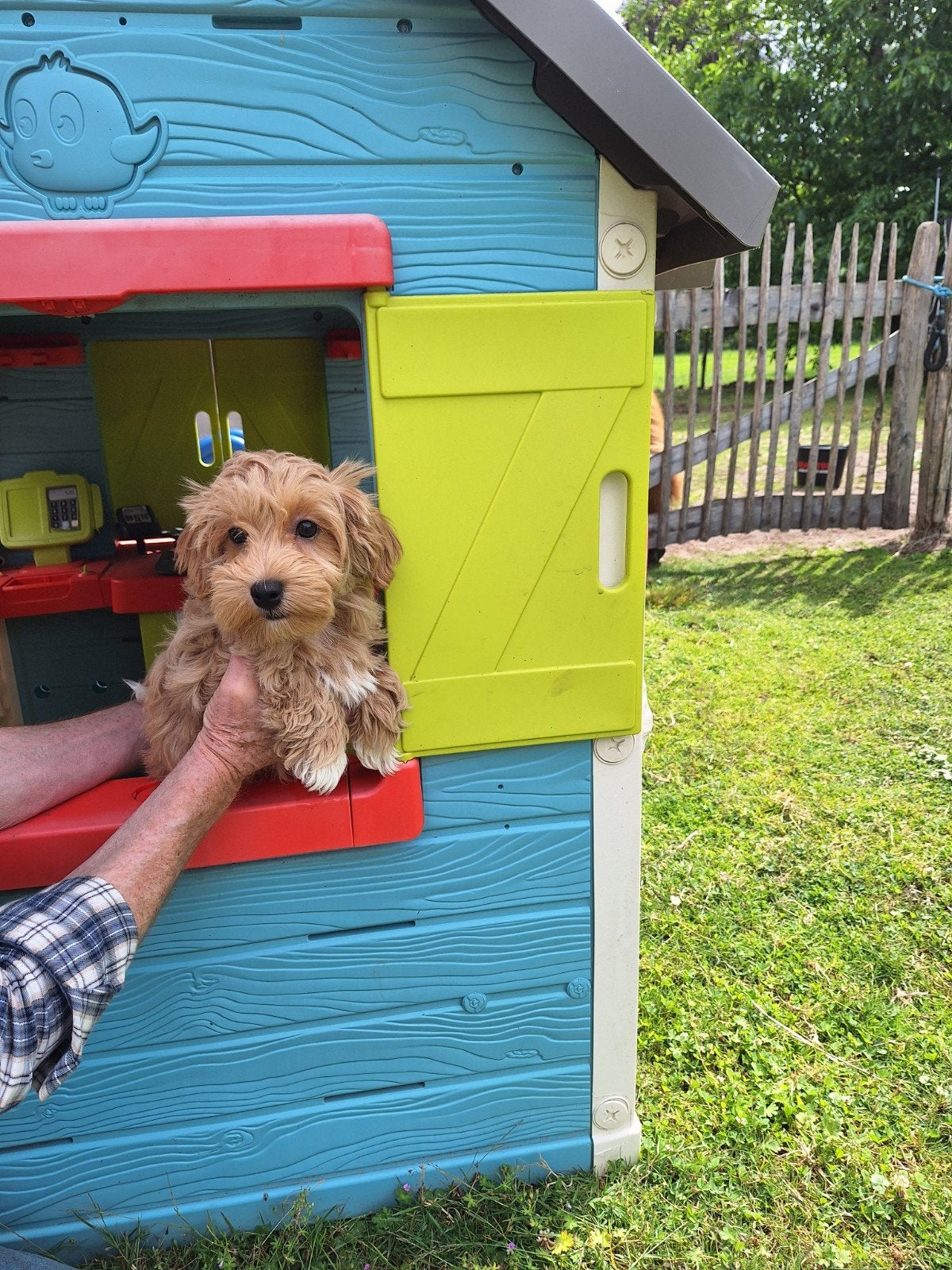 Maltipoo pup, Dieren en Toebehoren, Parvo, België, Overige rassen, 8 tot 15 weken